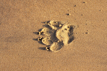 Fototapeta na wymiar Sandy beach dog paw prints