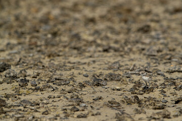 Camouflaged Kentish Plover chick at Busiateen coast, Bahrain