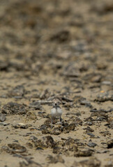 Kentish Plover chick at Busiateen coast, Bahrain