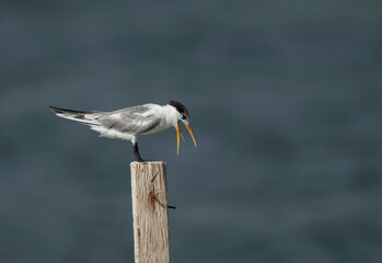 Greater Crested Tern at Busaiteen coast, Bahrain