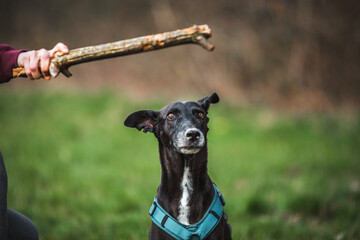 Dog interested in a stick