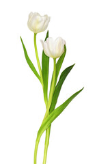 White tulip flowers