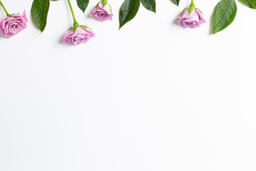 Pink rose flowers on white background. Floral composition, flat lay, top view, copy space