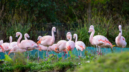 Flock (flamboyance, regiment, colony) of flamingos