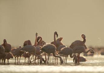 Lesser Flamingos at Lake Bogoria in the morning, Kenya. A backlit image