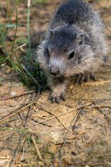 cute baby marmot walking 