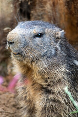 portrait of a groundhog 