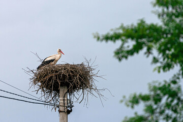 A white stork looks around from his nest
