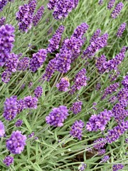 Fototapeta premium Lavendel