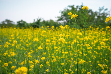 Rapeseed field, beautiful summer nature of wild flowers