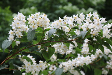 
White flowers with yellow stamens bloom on a bush in spring