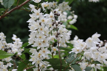 
White flowers with yellow stamens bloom on a bush in spring