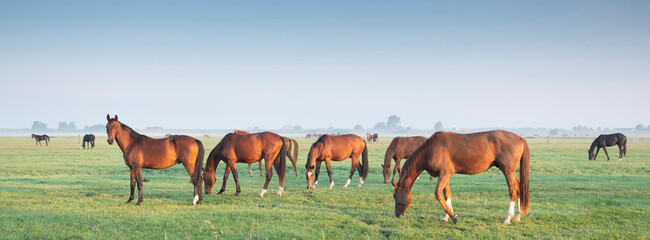 many brown horses graze in green meadow under blue sky in warm morning light near utrecht