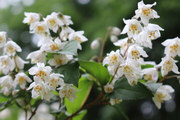 
White flowers with yellow stamens bloom on a bush in spring