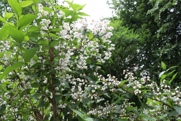 
White flowers with yellow stamens bloom on a bush in spring
