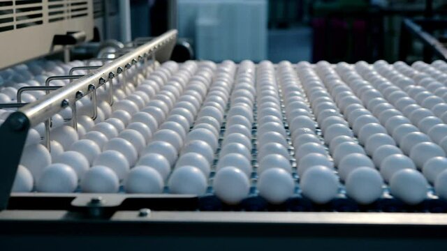 egg factory industry poultry conveyor production