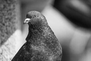 Monochrome portrait of a dove