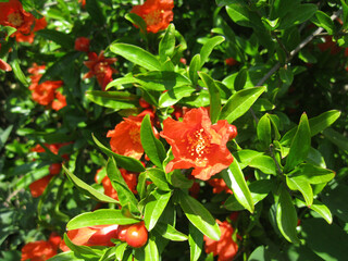 flowering pomegranate