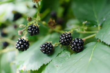 raspberry Shrub 1-2 m tall with annual vegetative shoots and woody biennial