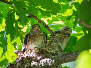 Two birds on the tree