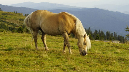 Obraz premium horse in the meadow
