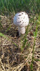 mushroom in the grass