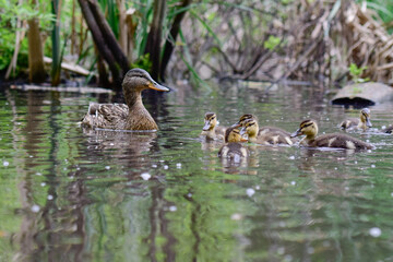 Ducklings and duck in a pond while feeding