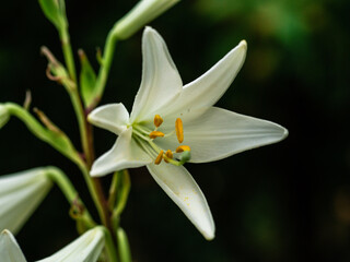 Fototapeta na wymiar close up of white lily