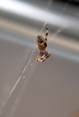 Spinne im Netz, Macro