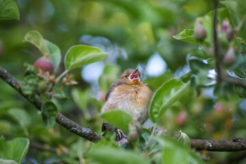 Singvogel im Apfelbaum zwitschert fröhlich ein Lied