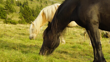 two horses grazing in a meadow