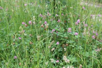 Obraz premium Juicy honey clover bloomed in a meadow in summer