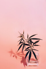 Sprig of cannabis in a small glass vase on a coral background with a gradient.