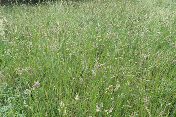
Bright green juicy grass spike on a lawn by the lake