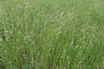 
Bright green juicy grass spike on a lawn by the lake
