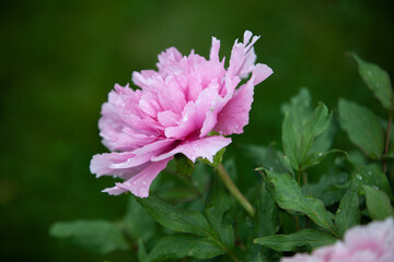 Light pink peony flower covered with dew in the soft ligth on the morning