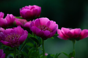 Obraz premium Pink small treelike peony close up in the evening light