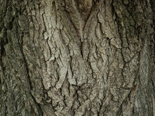 Fototapeta premium tree bark texture