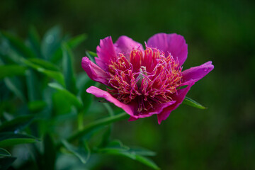 Obraz premium Pink treelike expanded peony close up in green background