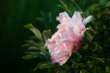  Salmon robust peony flower in the soft sunlight