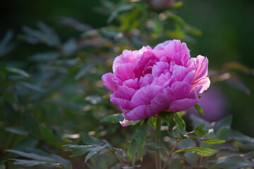 Vivid pink peony flower within the warm contrast evening sun seen from the shadow side