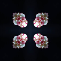 kaleidoscope from picture of bouquet creating the seamless repeating pattern of black background and white pink clove