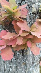 colorful autumn leaves