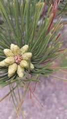 close up of a pine cone