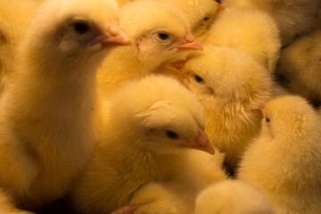 close up of yellow chicken