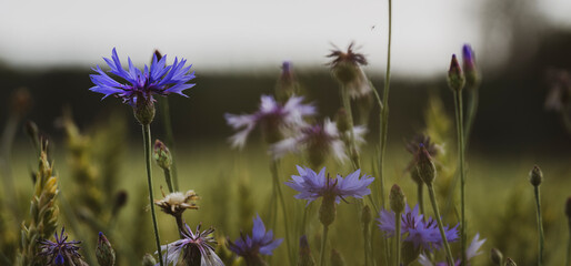 Purple flowers in the field