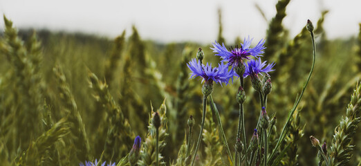 Lavender flowers in a field of wheat in summer