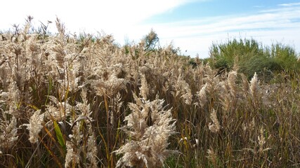 Golden-Brown Reed Flowers in Morning Sunlight 