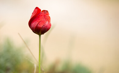 flower, red tulip