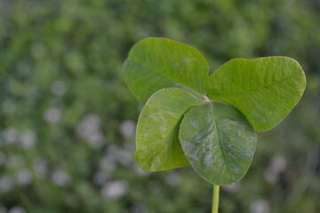 clover leaf on a green background